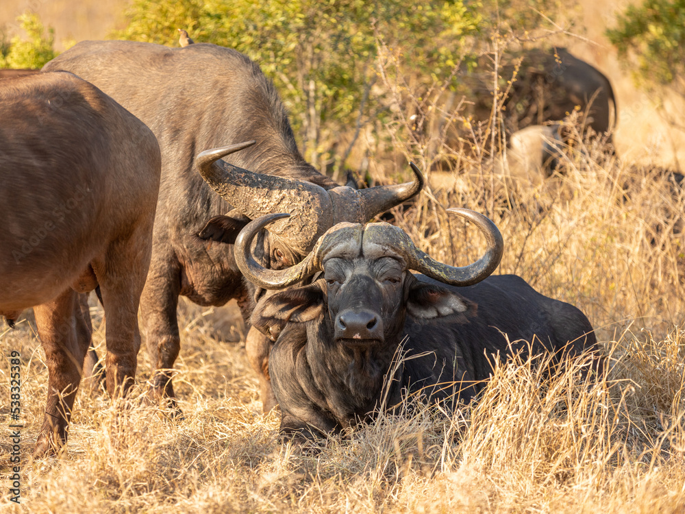 Cape buffalo bull ( Syncerus caffer), Sabi Sands Game Reserve, South Africa. Cape buffalo bull ( Syncerus caffer), Sabi Sands Game Reserve, South Africa.