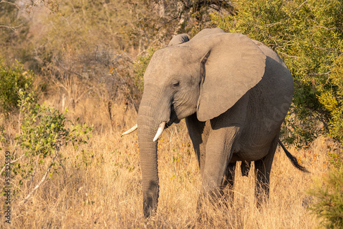 Young elephant  Loxodonta africana  feeding  Sabi Sands Game Reserve  South Africa.
