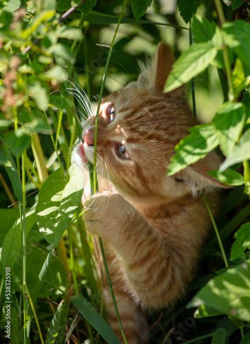 Portrait of a ginger kitten in green grass. © schankz