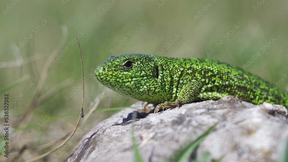 Male of European green lizard (Lacerta viridis) on the stone with green backround