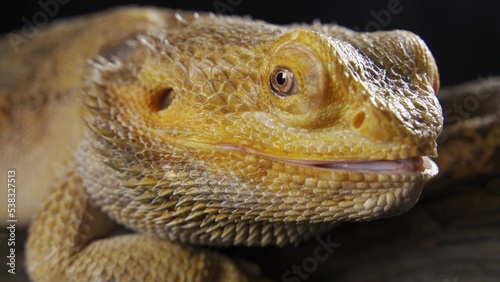 Portrait of a bearded dragon  Pogona vitticeps  in a terrarium
