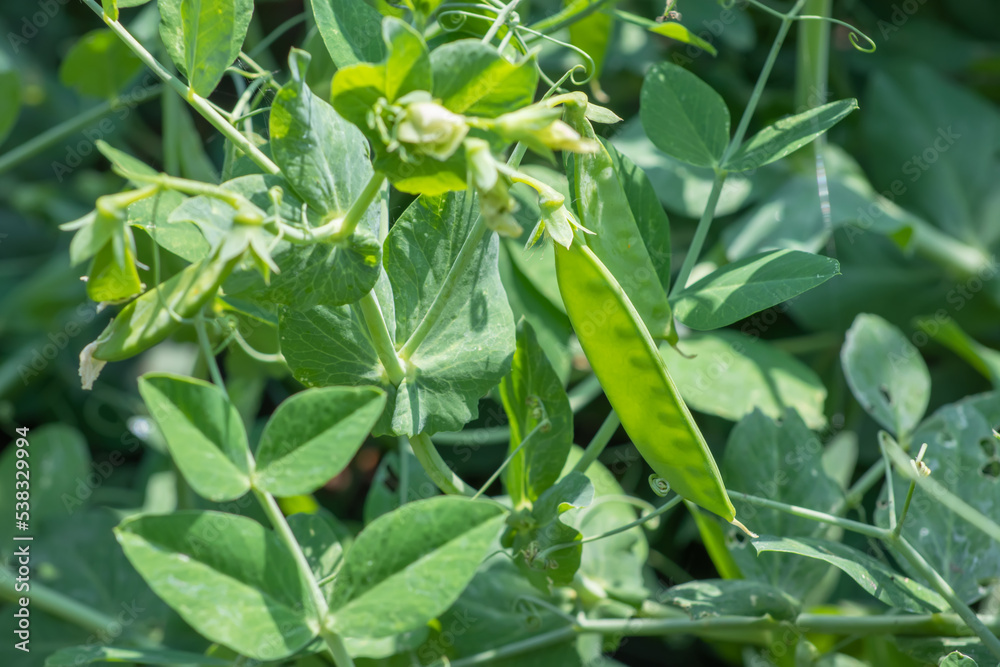 Fototapeta premium Image of a young pea plant with pods