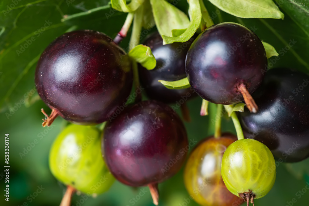 Josta berries of a hybrid of blackcurrant and gooseberry on the branches of a bush in the early morning. Josta berries of a hybrid of blackcurrant and gooseberry on the branches of a bush in the early morning.