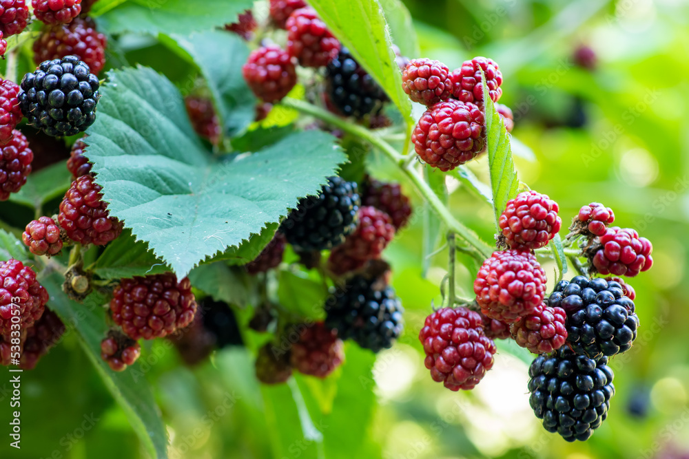 ripe and unripe blackberries on the bush with selective focus. Bunch of berries ripe and unripe blackberries on the bush with selective focus. Bunch of berries
