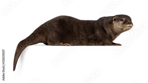 Cute young Asian small clawed otter aka Aonyx cinerea, standing side ways on edge. Looking towards camera. isolated on a white background.