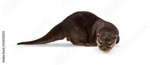 Cuadro en lienzo Cute young Asian small clawed otter aka Aonyx cinerea, standing side ways on edge