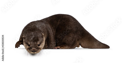 Cute young Asian small clawed otter aka Aonyx cinerea, standing side ways on edge. Looking down from edge towards camera. isolated on a white background.