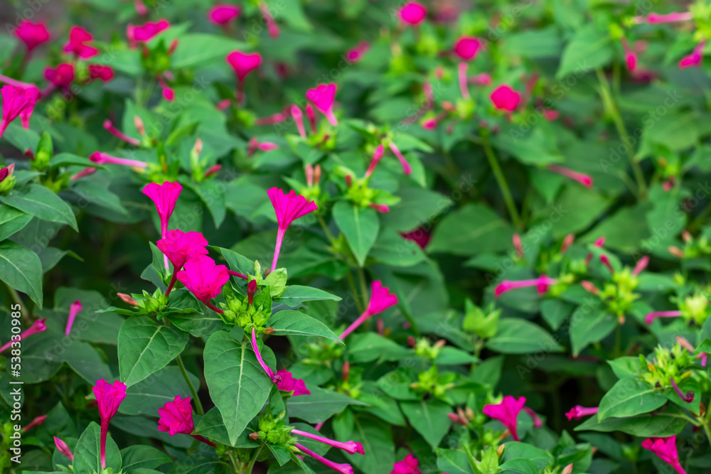 Mirabilis jalapa or a four-hour flower, is the most common ornamental species of the Mirabilis plant and is available Mirabilis jalapa or a four-hour flower, is the most common ornamental species of the Mirabilis plant and is available