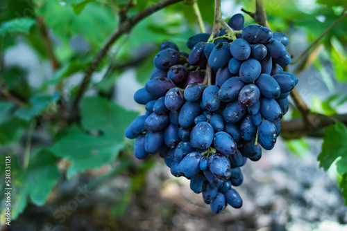 Close up of grapes hanging on branch. Hanging grapes. Grape farming. Grapes farm.