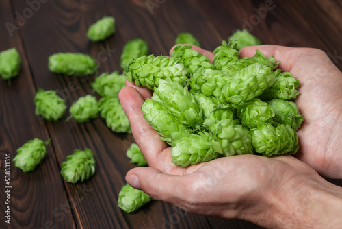 Man hands with ripe green hop cones over aged wooden desk surface.