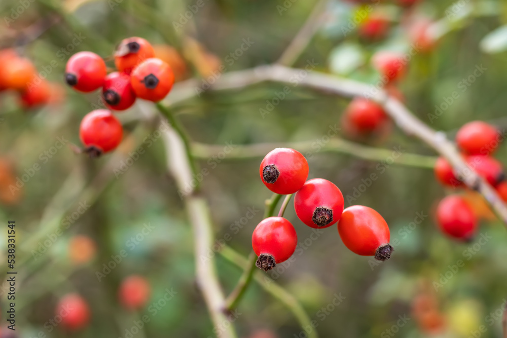 Ripened rose hips on shrub branches, red healthy fruits of Rosa canina plant, late autumn harvest