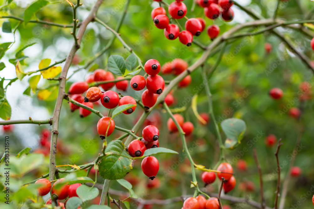 Branches of ripe rose hips in the garden.