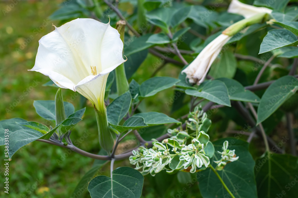 Datura flowers ordinary close-up very delicate and beautiful Datura flowers ordinary close-up very delicate and beautiful