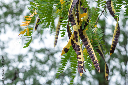 Acacia tree. acacia seed pod on tree in autumn.