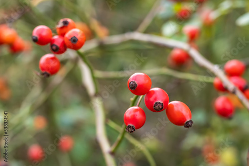 Ripened rose hips on shrub branches, red healthy fruits of Rosa canina plant, late autumn harvest photo