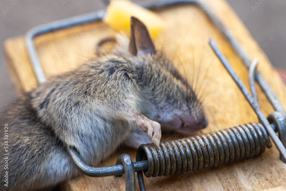 Dead mouse in a mousetrap. Mouse hunting. The mouse is a small rodent ...