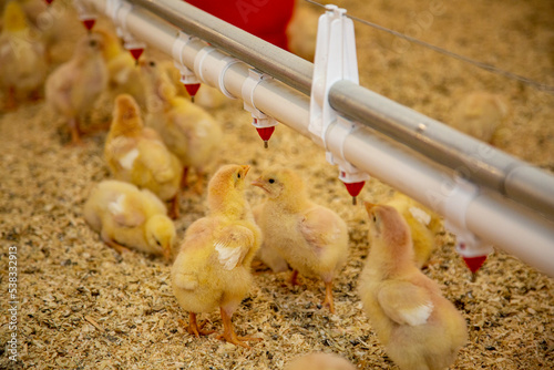 small chicks drinking water in industrial chicken breeding farm photo