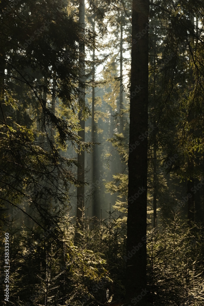 Fototapeta premium morning in the forest