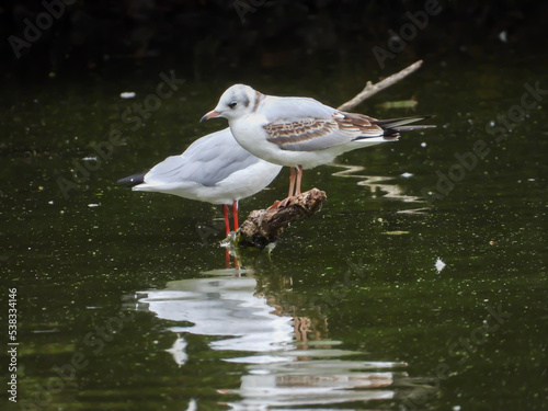 seagull on the water