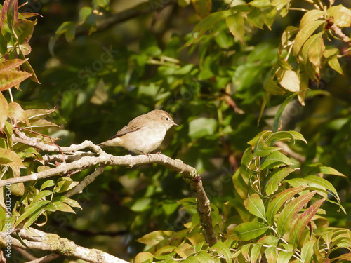 sparrow on a branch
