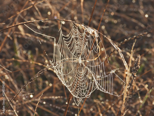 spider web with dew drops