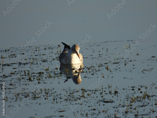 Black-headed gull