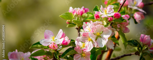 Fotografija Spring blooming sakura trees