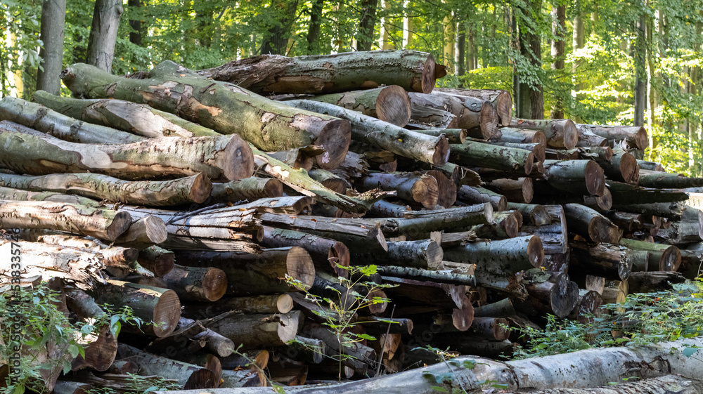 Forest pine and spruce trees. Log trunks pile, the logging timber wood industry. Forest pine and spruce trees. Log trunks pile, the logging timber wood industry.