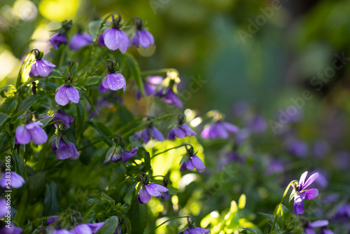 Viola s small purple flowers in the shade in light frost against the sun s reflections in green foliage with space for text. Traces of the sun and shadows on many purple flowers in macro.