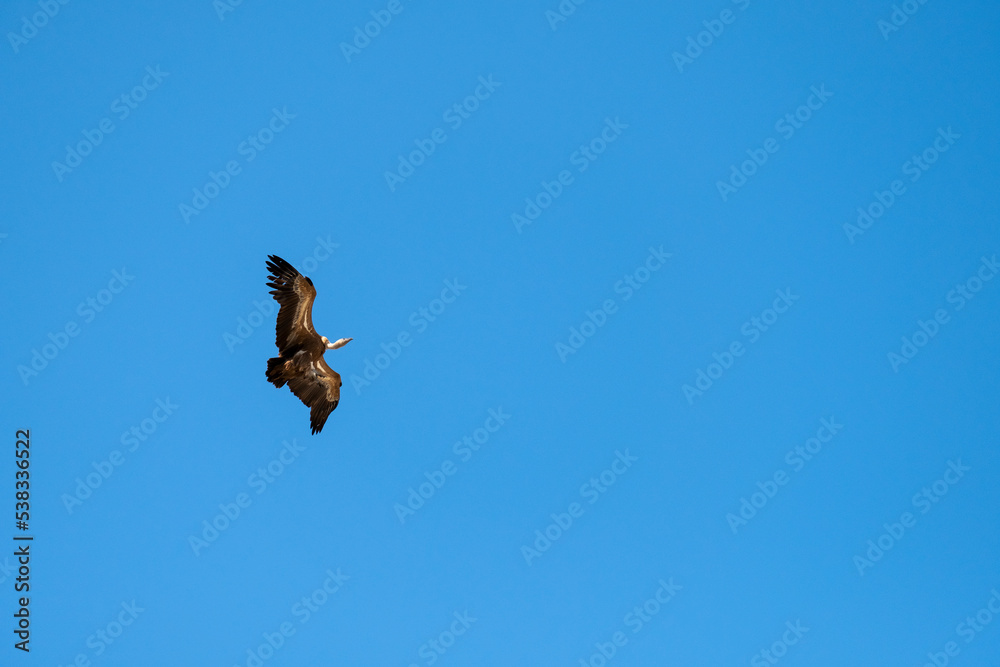 Griffon Vulture (Gyps fulvus) in flight in Monfrague National Park, Extremadura, Spain.