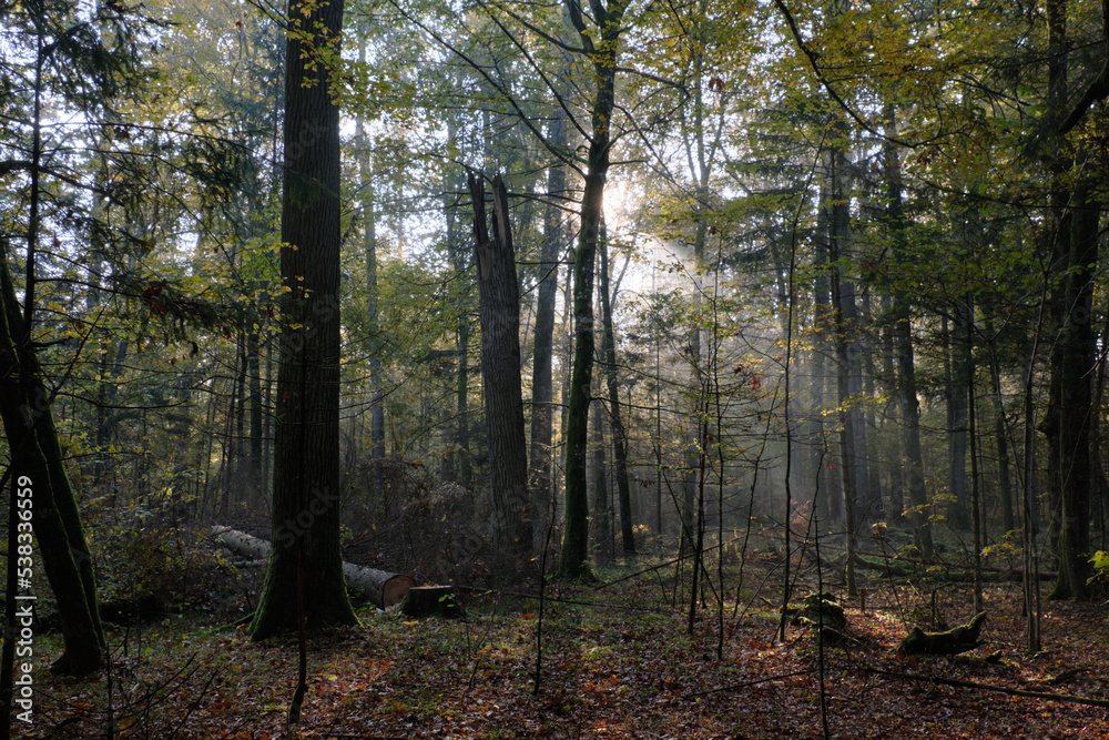 Sunbeam entering rich deciduous forest Sunbeam entering rich deciduous forest
