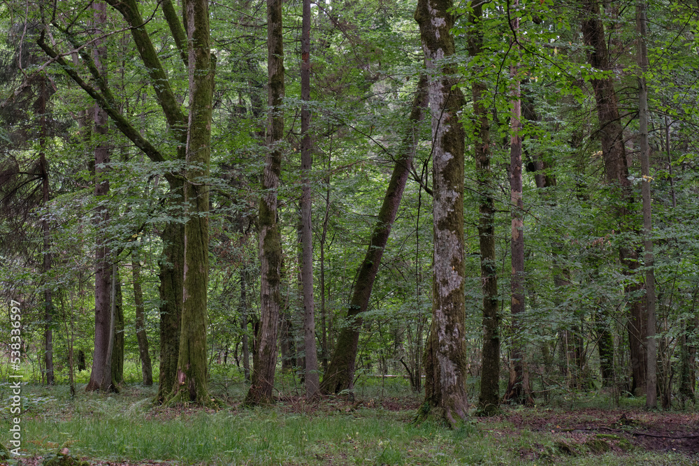 Fototapeta premium Old deciduous forest in summer