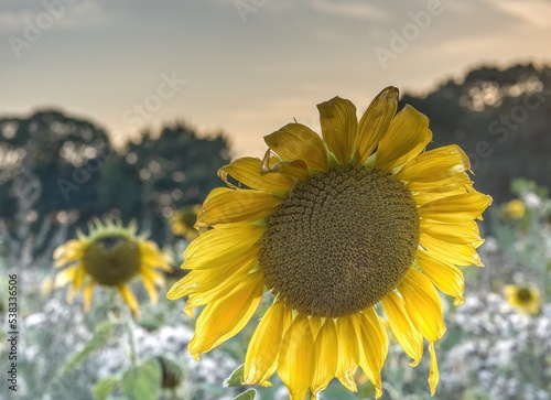 Sonnenblume am Abend