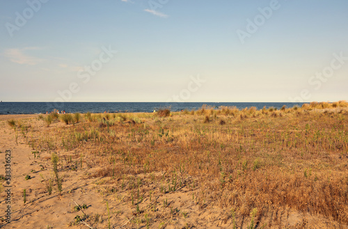 landscape with arid vegetation due to drought near the sea