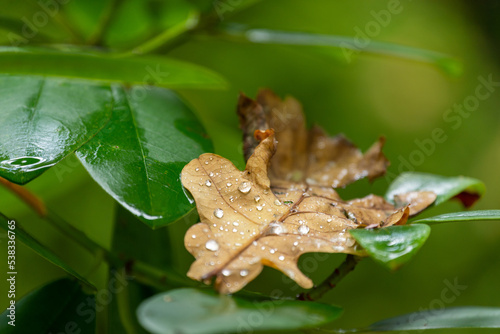 Oak leaf with a rain drops at the rhododendron during autumn.