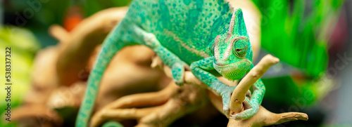 Slika na platnu Chameleon close up