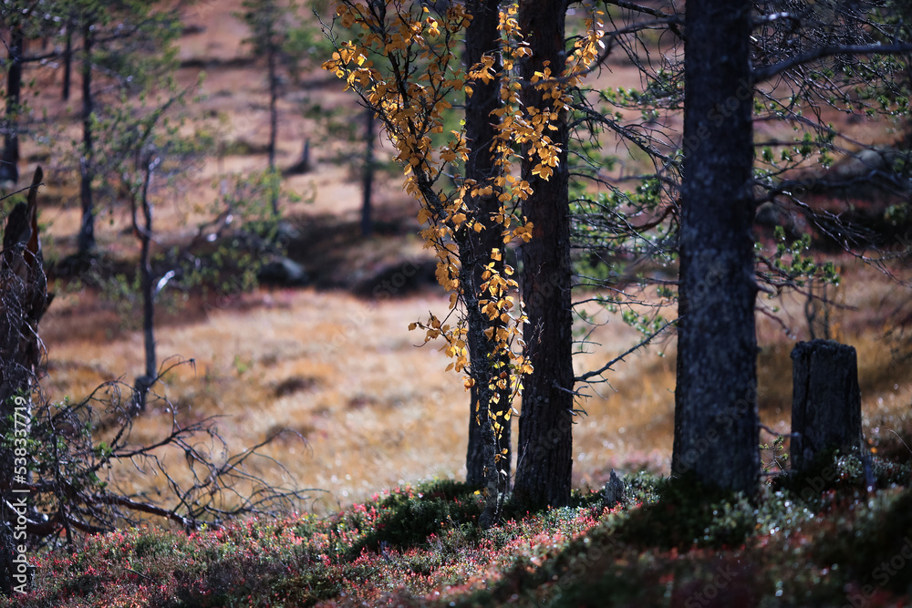 Magical autumn forest after rain