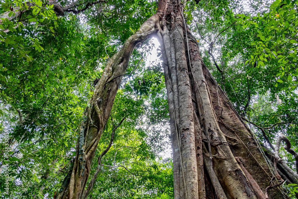 Fototapeta premium Big tree in Mulu National Park the rain forest