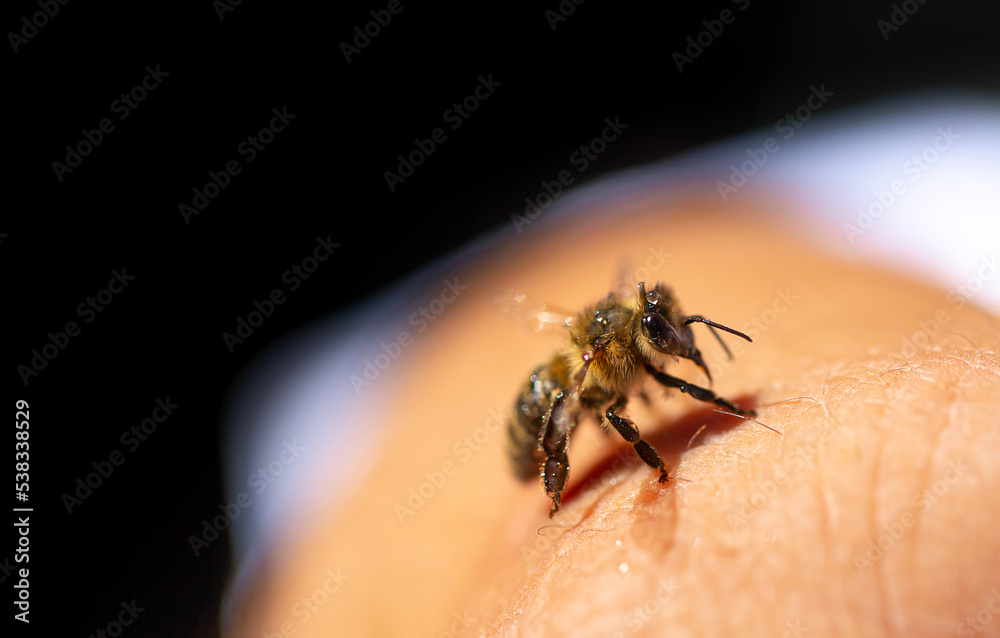 Obraz premium A bee on a person's hand close-up. Insect bite. A bee crawls over a person's skin.