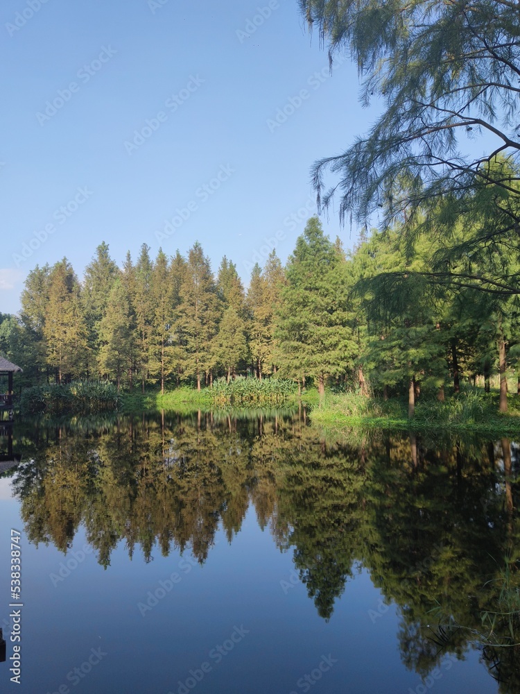 reflection of trees in a lake. 