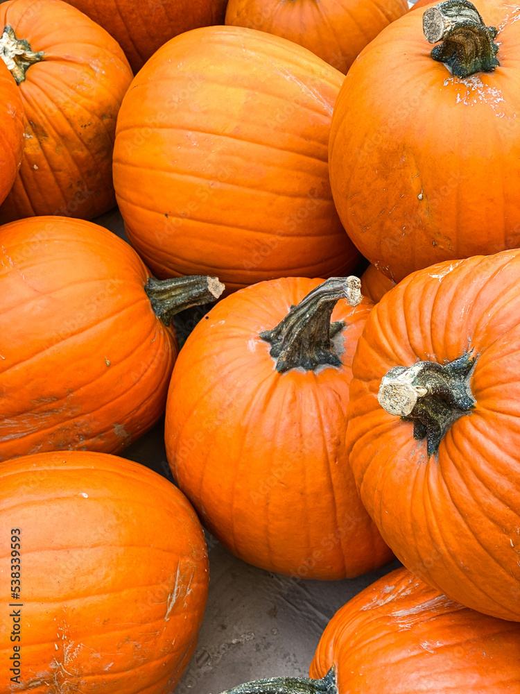 Big orange pumpkins in a heap. Big orange pumpkins in a heap.