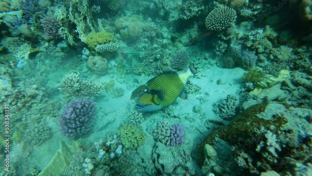 Slow motion of the Trigger fish on coral reef. Titan Triggerfish (Balistoides viridescens) Camera moving forwards to the fish. Close-up. Red Sea, Egypt Slow motion of the Trigger fish on coral reef. Titan Triggerfish (Balistoides viridescens) Camera moving forwards to the fish. Close-up. Red Sea, Egypt