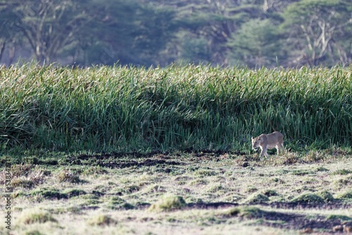 Canvas Print Graceful young lioness coming out from tall green grass