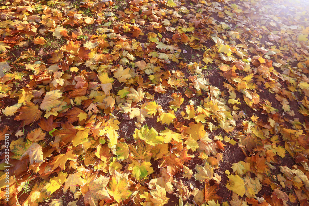 yellow fallen leaves abstract background, calendar golden fall yellow fallen leaves abstract background, calendar golden fall
