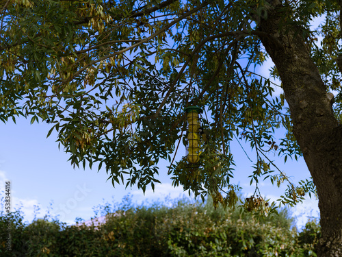 bird feeder on a tree in a garden