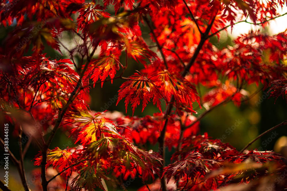 red maple leaves in autumn. blurred background red maple leaves in autumn. blurred background
