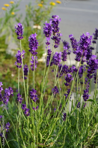 Flowering purple lavender cultivated on lawn in the sunlight 