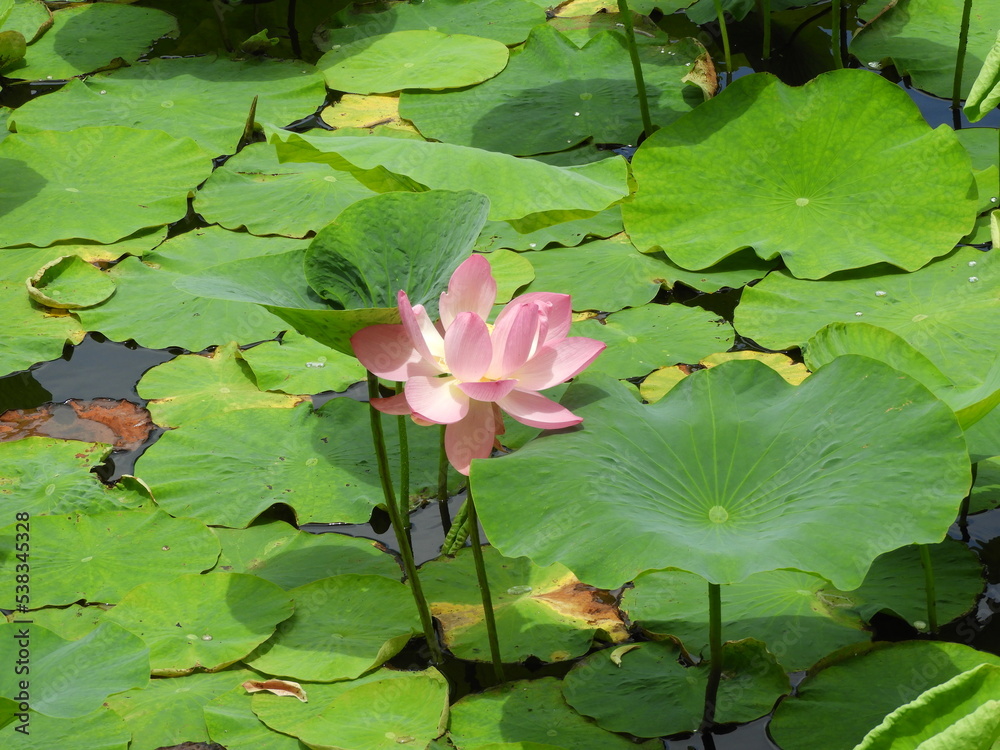 蓮の花