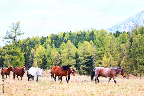 horses running across the steppe  dynamic freedom herd