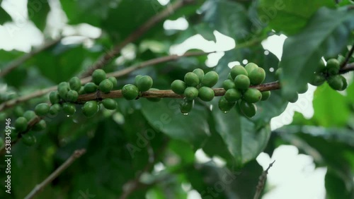 Arabicas Coffee Tree on Coffee tree at Doi Chaang in Thailand, Coffee bean Single origin words class specialty.	
 photo